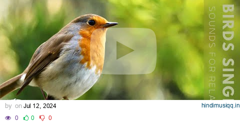 Birds Singing - 11 Hour Bird Sounds Relaxation, Soothing Nature Sounds, Birds Chirping pagalworld mp3 song download