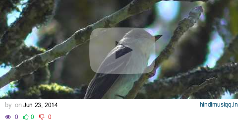 Western Wood-Pewee (Contopus sordidulus) - Song. Ridgefield Wildlife Refuge, WA. pagalworld mp3 song download