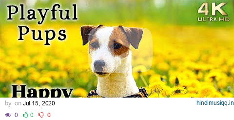 Cute 4K Dogs and Puppy Mood Booster TV Background, Happy Ambient Music Ambience - Upbeat pagalworld mp3 song download