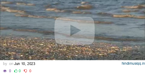 Here's why dead fish are littering Southeast Texas beaches pagalworld mp3 song download