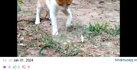 This Is Why Snakes Lose To Cats In Every Fight? pagalworld mp3 song download