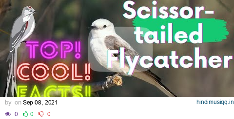 Scissor-tailed Flycatcher facts 🦜 Texas Bird-of-paradise 🦜 Swallow-tailed Flycatcher 🦜 found 🇺🇸 pagalworld mp3 song download