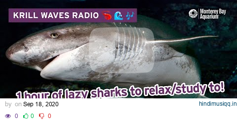 1 Hour Of Lazy Sharks To Relax/Study/Work To | Jazzy Lofi Hip Hop | Krill Waves Radio pagalworld mp3 song download