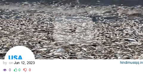 Thousands of dead fish wash up on Texas beach; cleanup underway | USA TODAY pagalworld mp3 song download