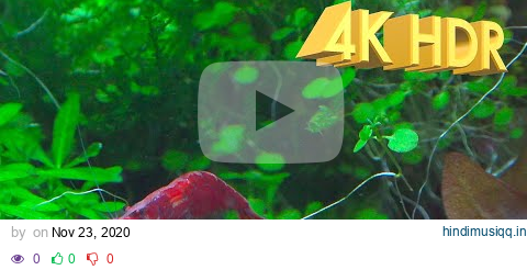 Classical Music - 4K HDR Planted Aquarium with Cherry Shrimp II pagalworld mp3 song download