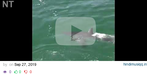 Duck Barely Escapes Shark Attack! - (Loon Amazingly Dodges Shark Attack) pagalworld mp3 song download