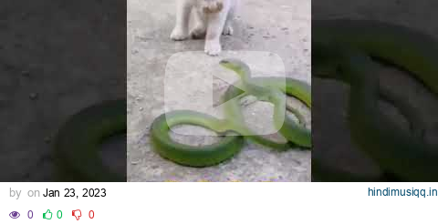 Cat fights to snake ! cat vs snake full fights #shorts #catfunny #youtubeshorts #cat #snak pagalworld mp3 song download