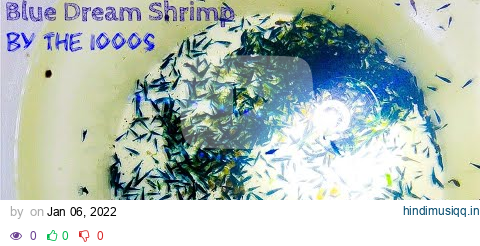 Blue Dream Shrimp by the 1000s pagalworld mp3 song download