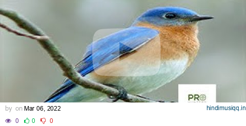 Eastern Bluebird Call - Birds Sounds 2022 pagalworld mp3 song download