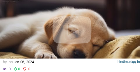 20 HOURS of Dog Calming Music For Dogs🎵🐶Anti Separation Anxiety Relief🐶💖dog relaxation🎵 NadanMusic pagalworld mp3 song download