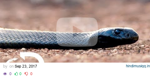 The Most Venomous Snakes in the World | Modern Dinosaurs pagalworld mp3 song download