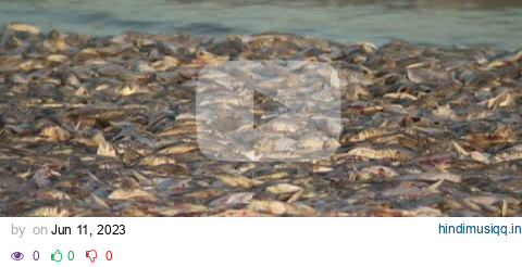 Thousands of dead fish washing up on Texas shore pagalworld mp3 song download