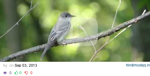 Eastern Wood-Pewee Calling pagalworld mp3 song download