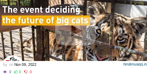 The Bid to Stop Extinction of Big Cats at CITES CoP19 | #BreakTheViciousCycle #WildlifeTrade pagalworld mp3 song download