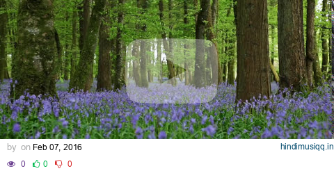 Forest Birdsong Nature Sounds-Relaxing Woodland Bluebells Bird Sounds-Meadow Ambience Birds Singing pagalworld mp3 song download