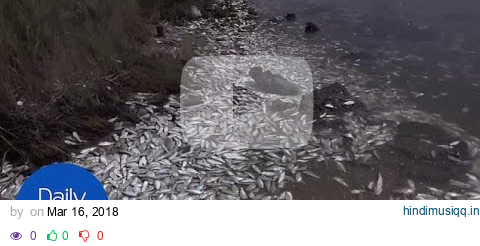 Thousands of dead fish wash up in Texas - Daily Mail pagalworld mp3 song download